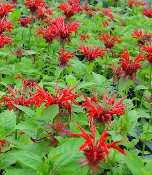 Monarda 'Gardenview Scarlet'